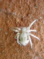 Pulchellodromus