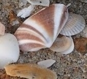 Latona cuneata