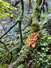 Hypocreopsis rhododendri