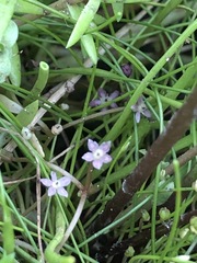 Lilaeopsis polyantha