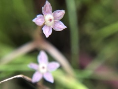 Lilaeopsis polyantha