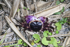 Geograpsus grayi