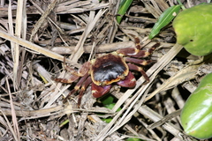 Geograpsus grayi