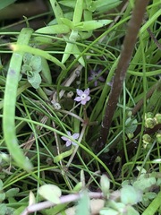 Lilaeopsis polyantha