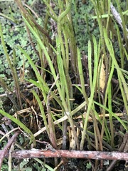 Lilaeopsis polyantha
