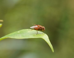 Calliphora ochracea