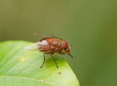 Calliphora ochracea