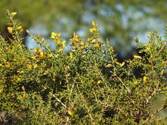 Ulex argenteus subsericeus