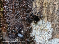 Homotrigona apicalis