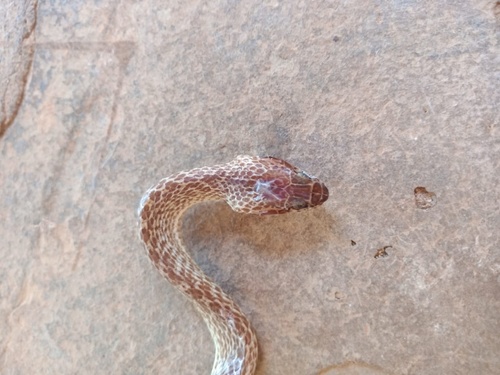 Northern Marbled Nocturnal Tree Snake, Dipsadoboa flavida