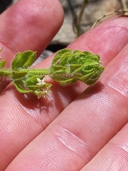 Galium subvillosum