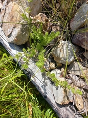 Galium subvillosum