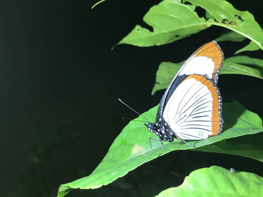 Red Spot Diadem