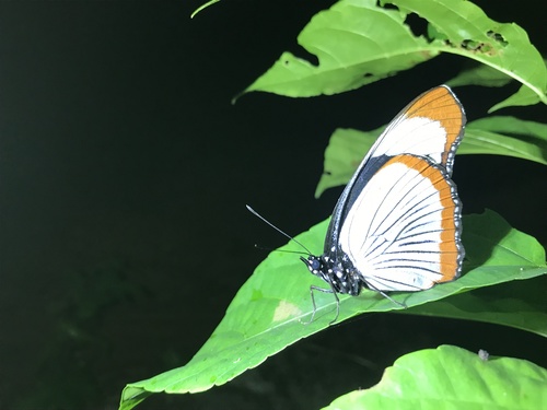 Red Spot Diadem