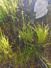 Hermas ciliata
