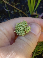 Hermas ciliata