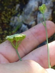 Hermas ciliata