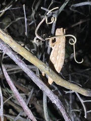 Rieppeleon kerstenii