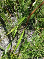 Psoralea oreophila