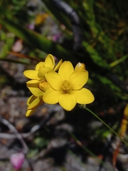 Ixia esterhuyseniae