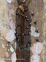 Homotrigona apicalis