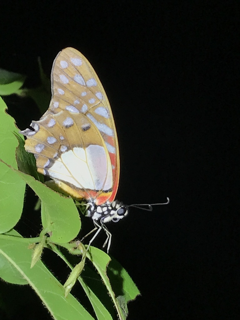 Angola White Lady