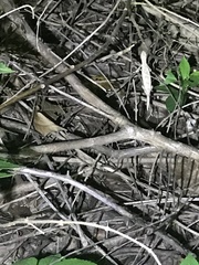 Rieppeleon kerstenii