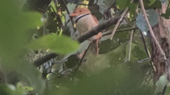 Bucco capensis