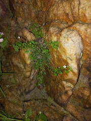 Wimmerella pygmaea