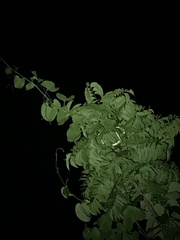 Philothamnus punctatus