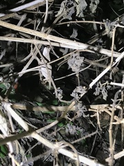 Rieppeleon kerstenii