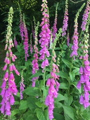 Digitalis purpurea