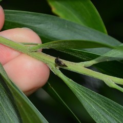 Eutryonia monstrifera