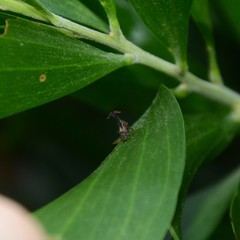 Eutryonia monstrifera