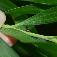 Eutryonia monstrifera