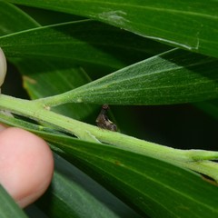 Eutryonia monstrifera
