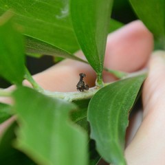 Eutryonia monstrifera