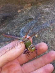 Anax speratus