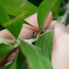 Eutryonia monstrifera