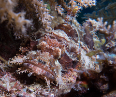 Scorpaenopsis barbata