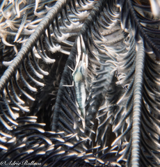 Laomenes amboinensis