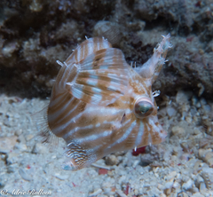 Acreichthys radiatus