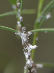 Ortheziidae
