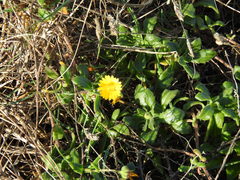 Calendula suffruticosa algarbiensis