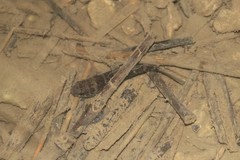 Eleotris fusca