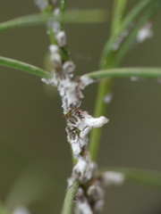 Ortheziidae
