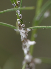 Ortheziidae