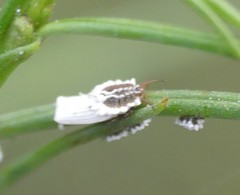 Ortheziidae