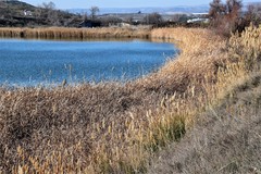 Phragmites australis
