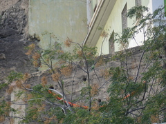 Psittacula krameri
